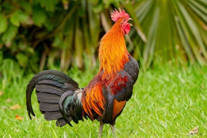 Why do roosters crow in the morning