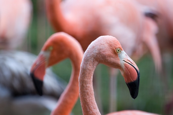 Why are flamingos pink