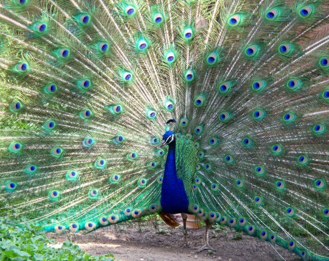 Peacock: A Bird of Beauty, Mystery, and Symbolism