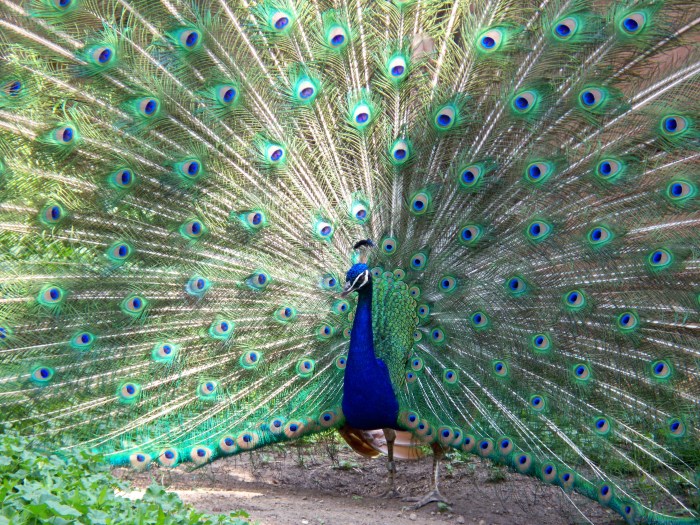 Peacock