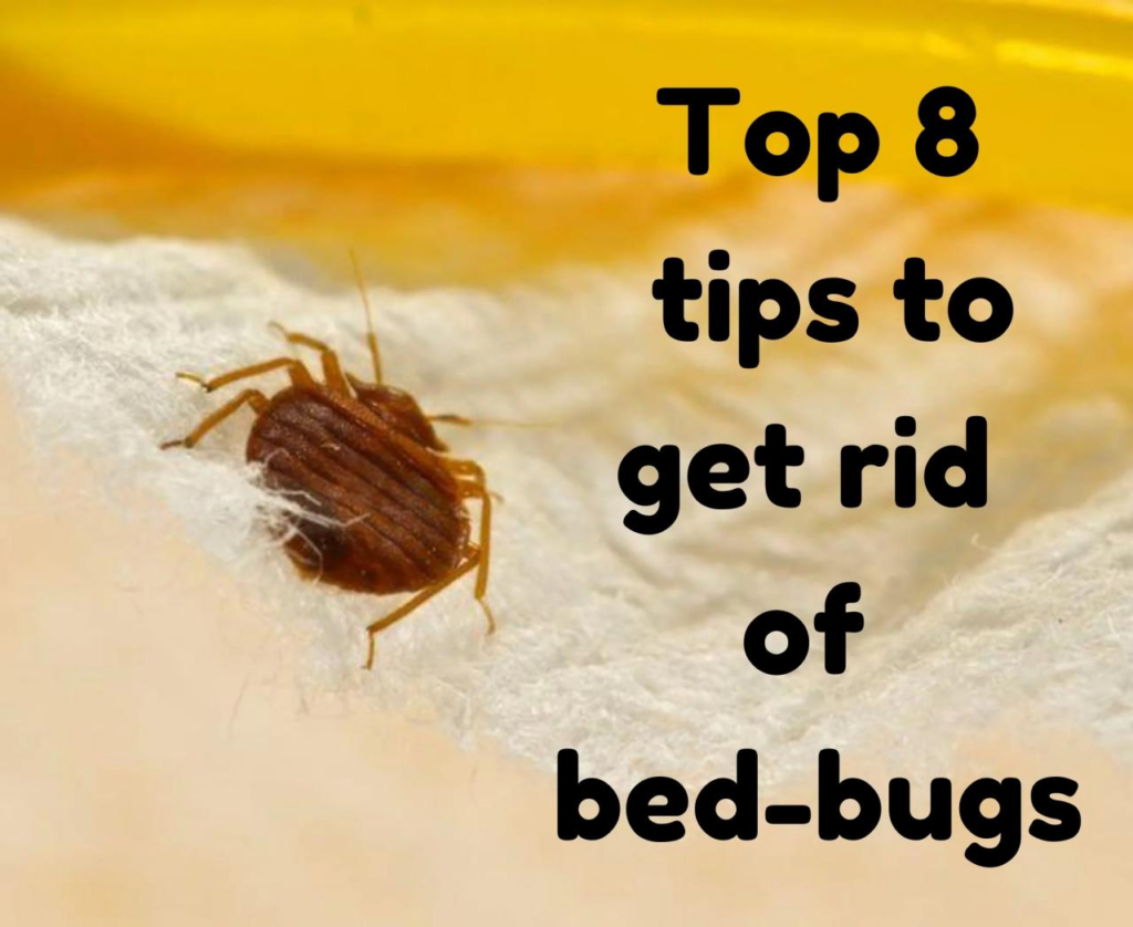 How to get rid of bed bugs