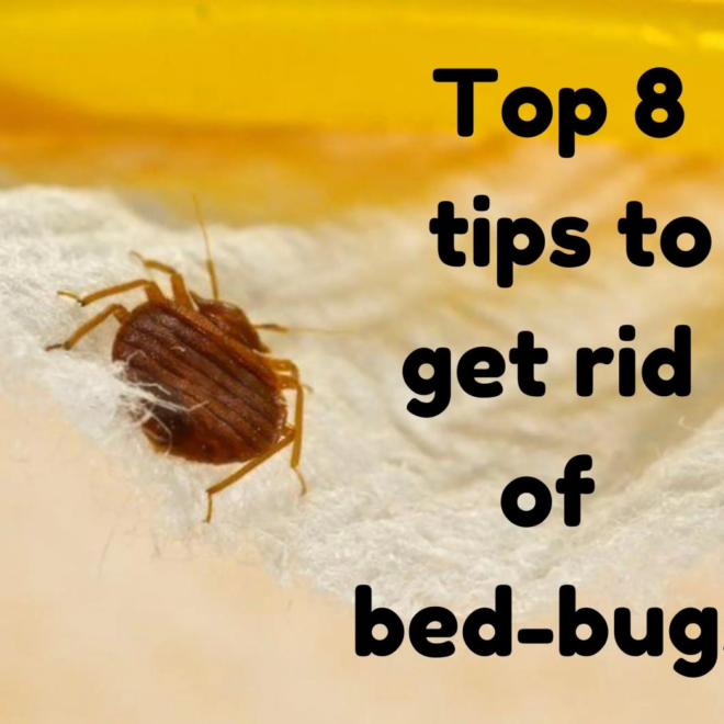 How to Get Rid of Bed Bugs: A Comprehensive Guide