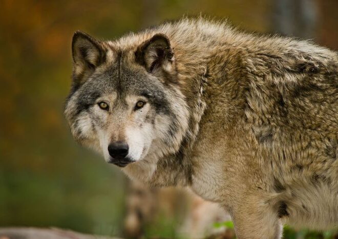 Wolfs: Understanding the Apex Predator