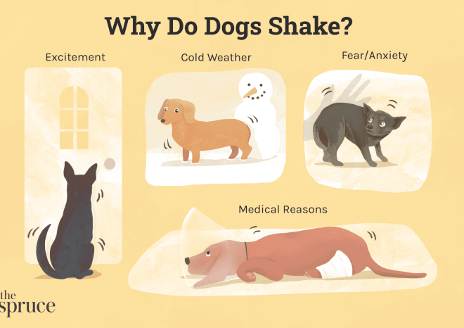 Why Is My Dog Shaking: A Comprehensive Guide to Understanding Canine Tremors