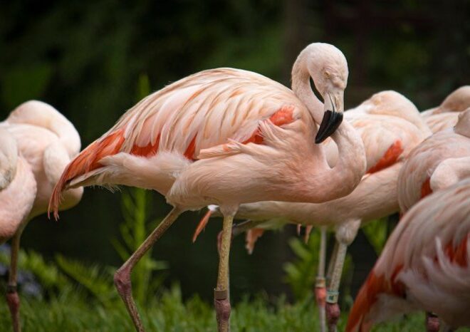 Why Are Flamingos Pink?