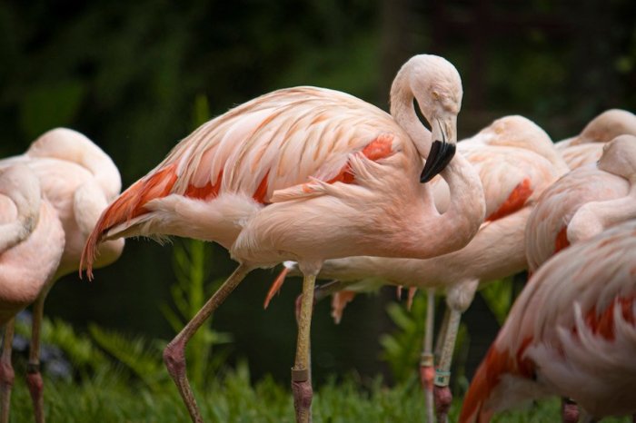 Why are flamingos pink