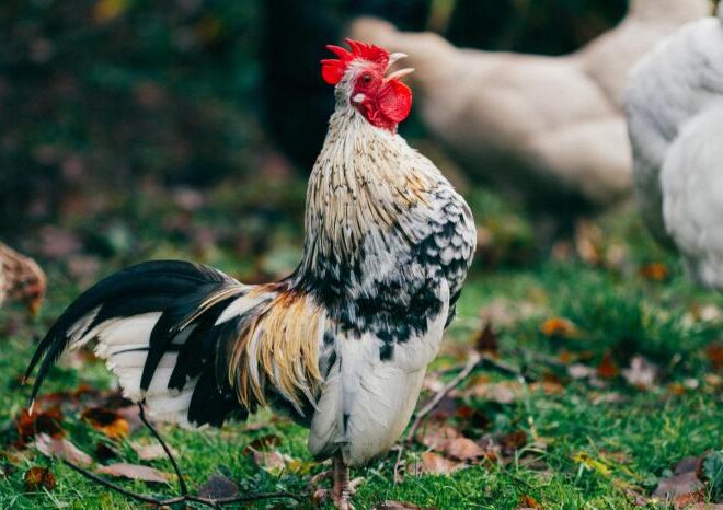Why Roosters Crow in the Morning: A Symphony of Biology, Communication, and Culture
