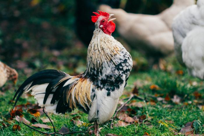 Why do roosters crow in the morning